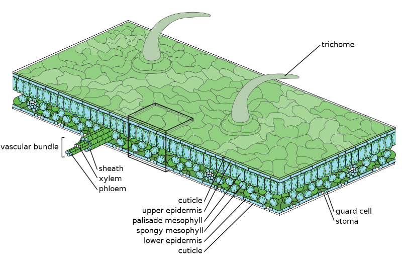 http://www.mytreelove.com/board/data/geditor/1411/[0]Leaf_Structure_svg.png